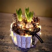 Hyacinth Planter with LED Lights