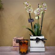 Irish &#39;Tranquility&#39; orchid Gift Set